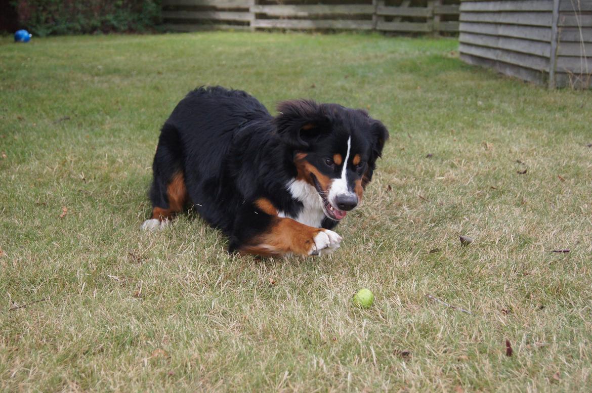 Berner sennenhund Amy billede 27