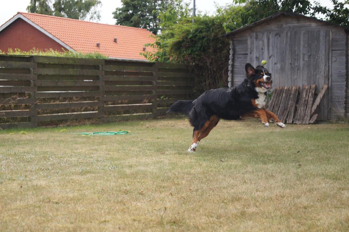 Berner sennenhund Amy billede 28