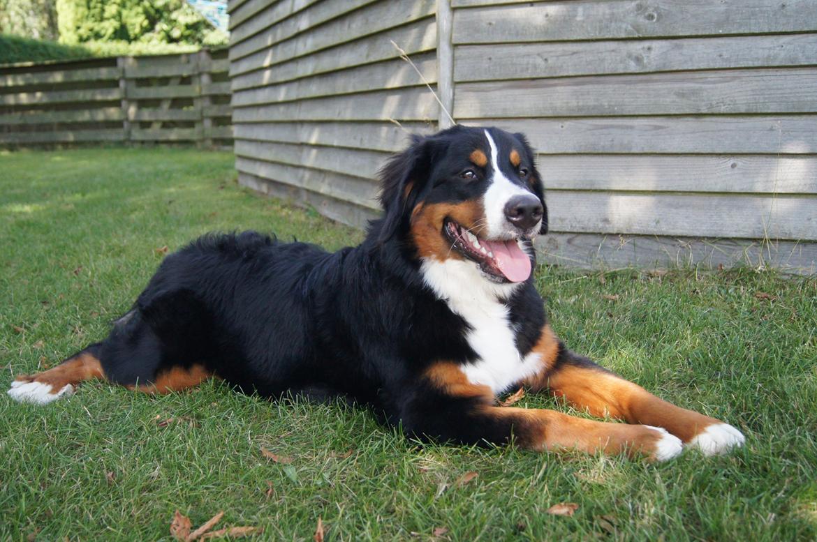 Berner sennenhund Amy billede 30