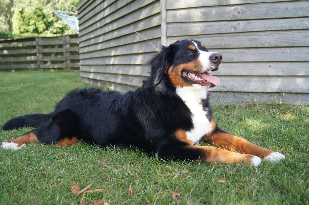 Berner sennenhund Amy billede 31