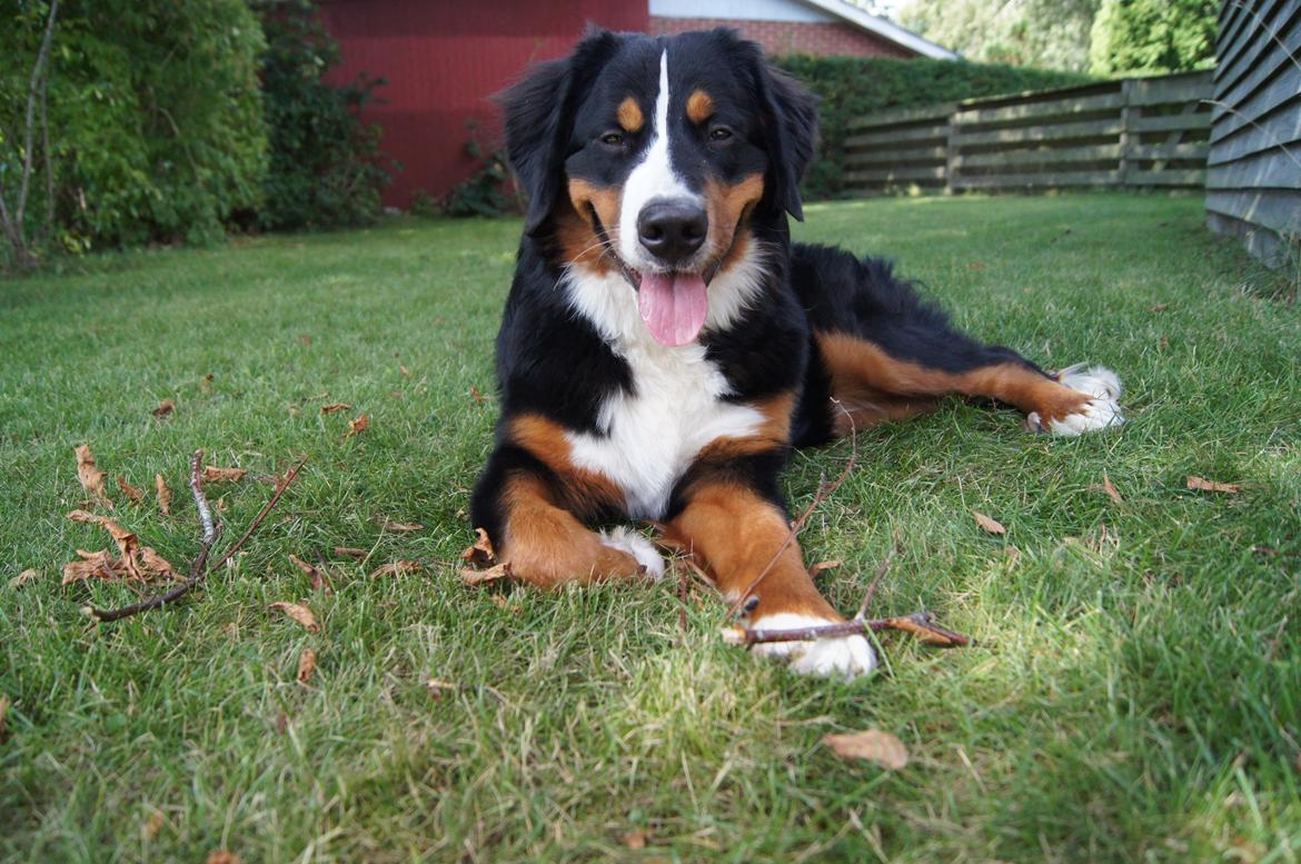 Berner sennenhund Amy billede 32