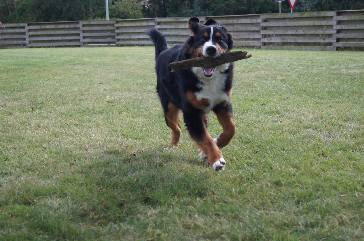 Berner sennenhund Amy billede 33