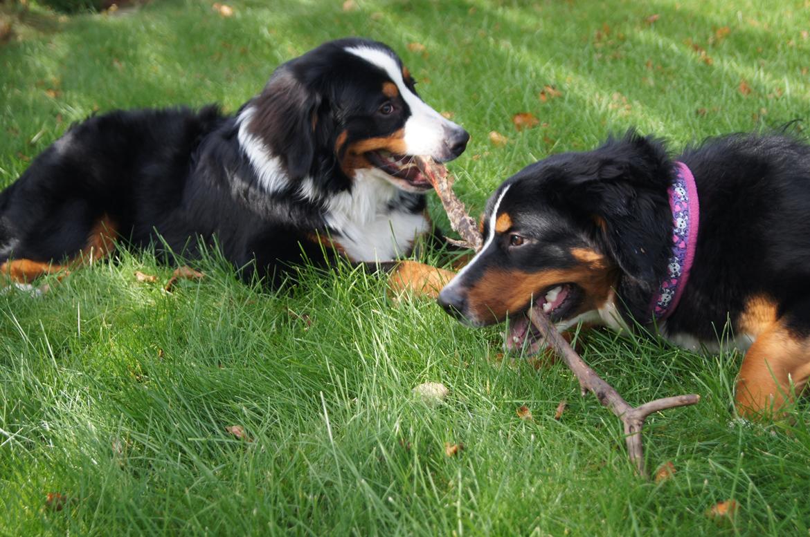 Berner sennenhund Amy billede 35