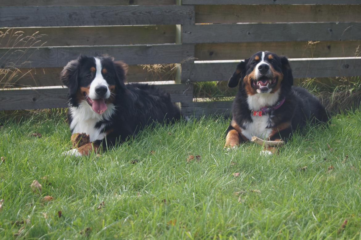 Berner sennenhund Amy billede 36