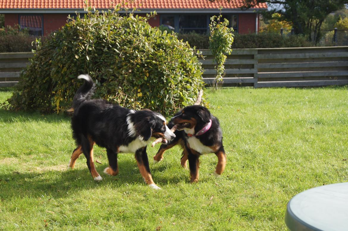 Berner sennenhund Amy billede 37