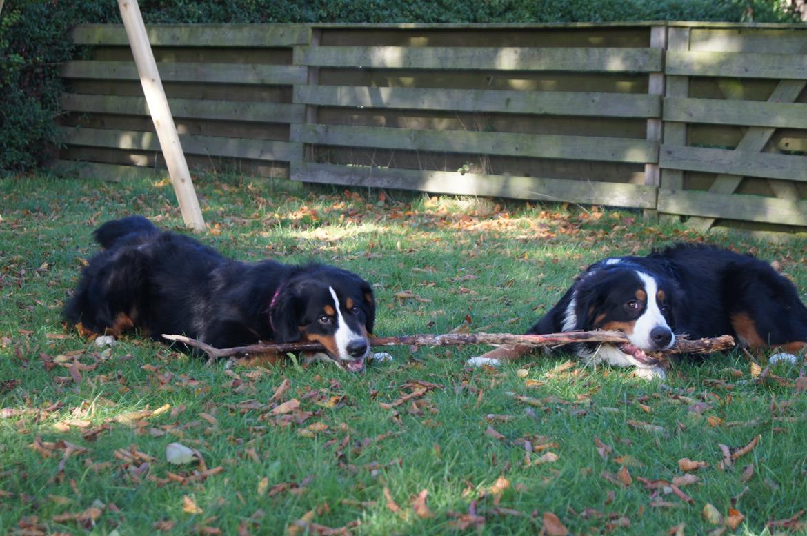 Berner sennenhund Amy billede 38