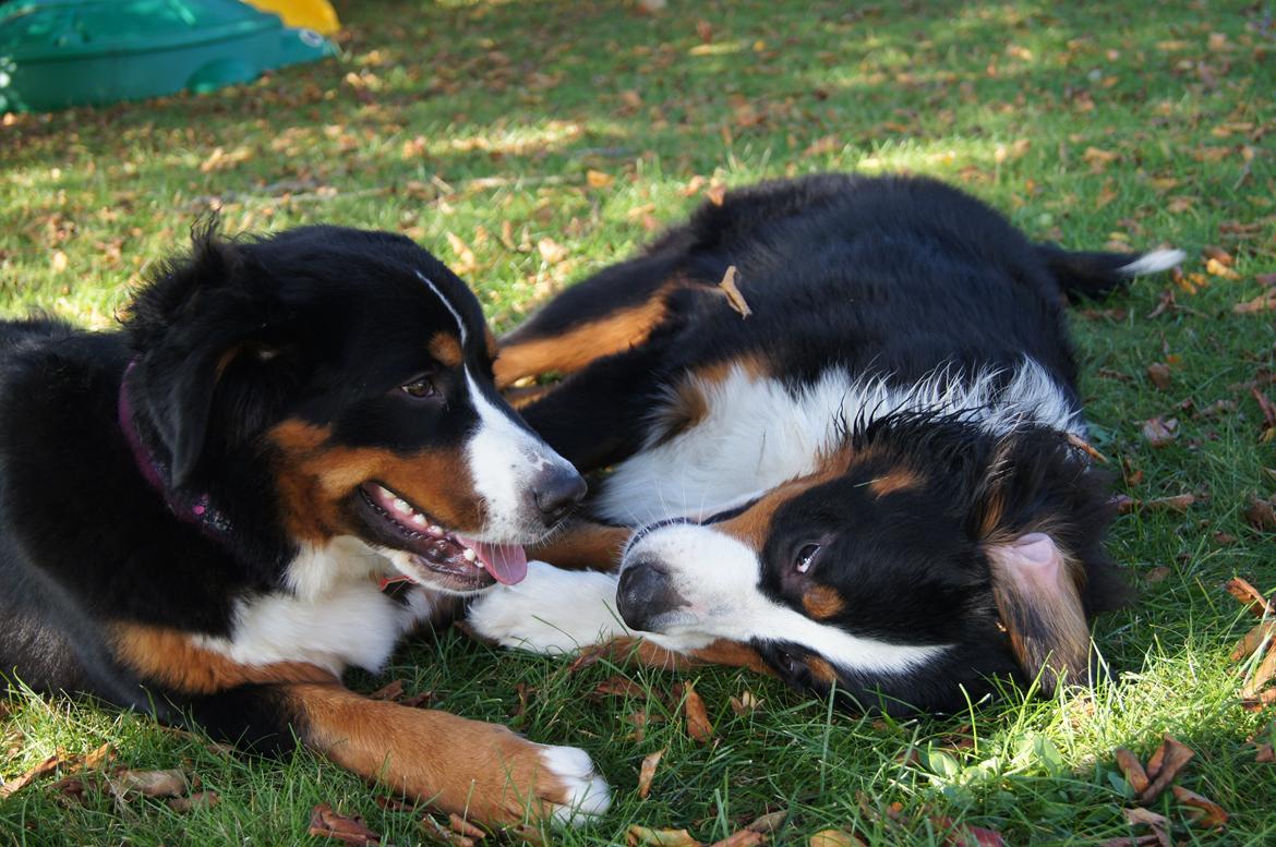 Berner sennenhund Amy billede 39