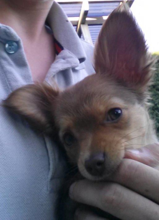 Blanding af racer Molly billede 2