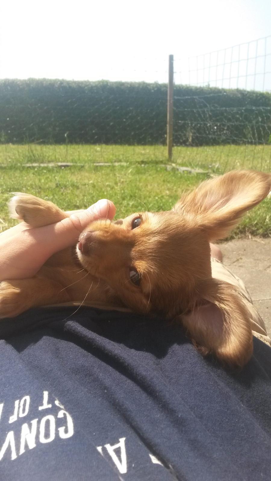 Blanding af racer Molly billede 11