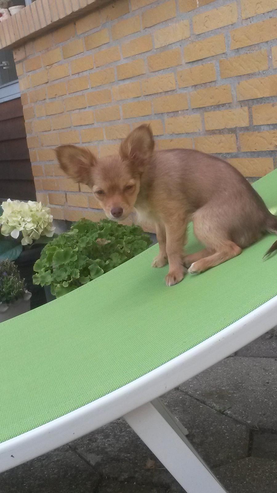 Blanding af racer Molly billede 14