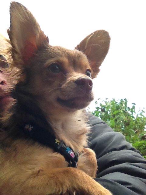 Blanding af racer Molly billede 3