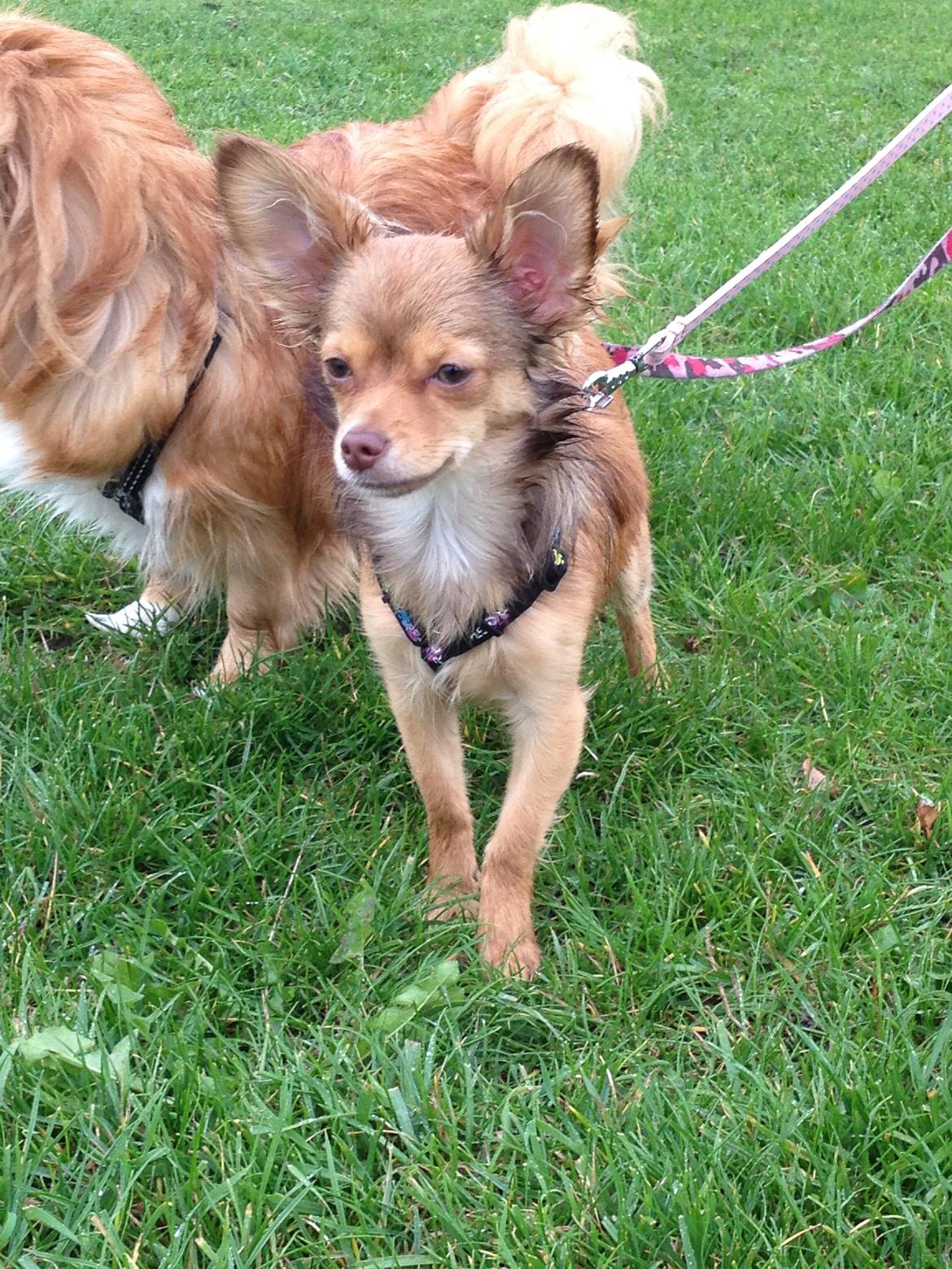 Blanding af racer Molly billede 1