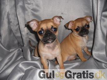 Blanding af racer Piano (mops chihuahua) - Salgs billedet billede 11
