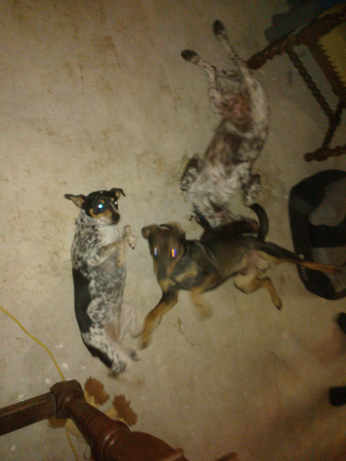 Østrigsk pinscher Max billede 2