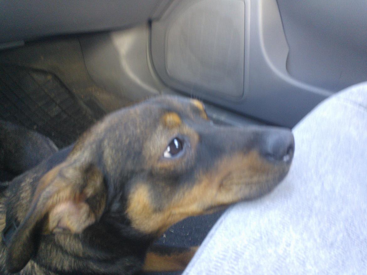 Østrigsk pinscher Max billede 1