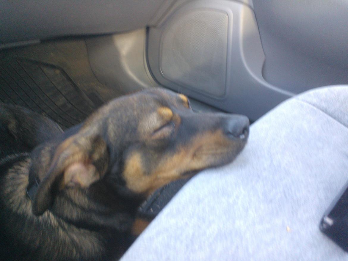 Østrigsk pinscher Max billede 3