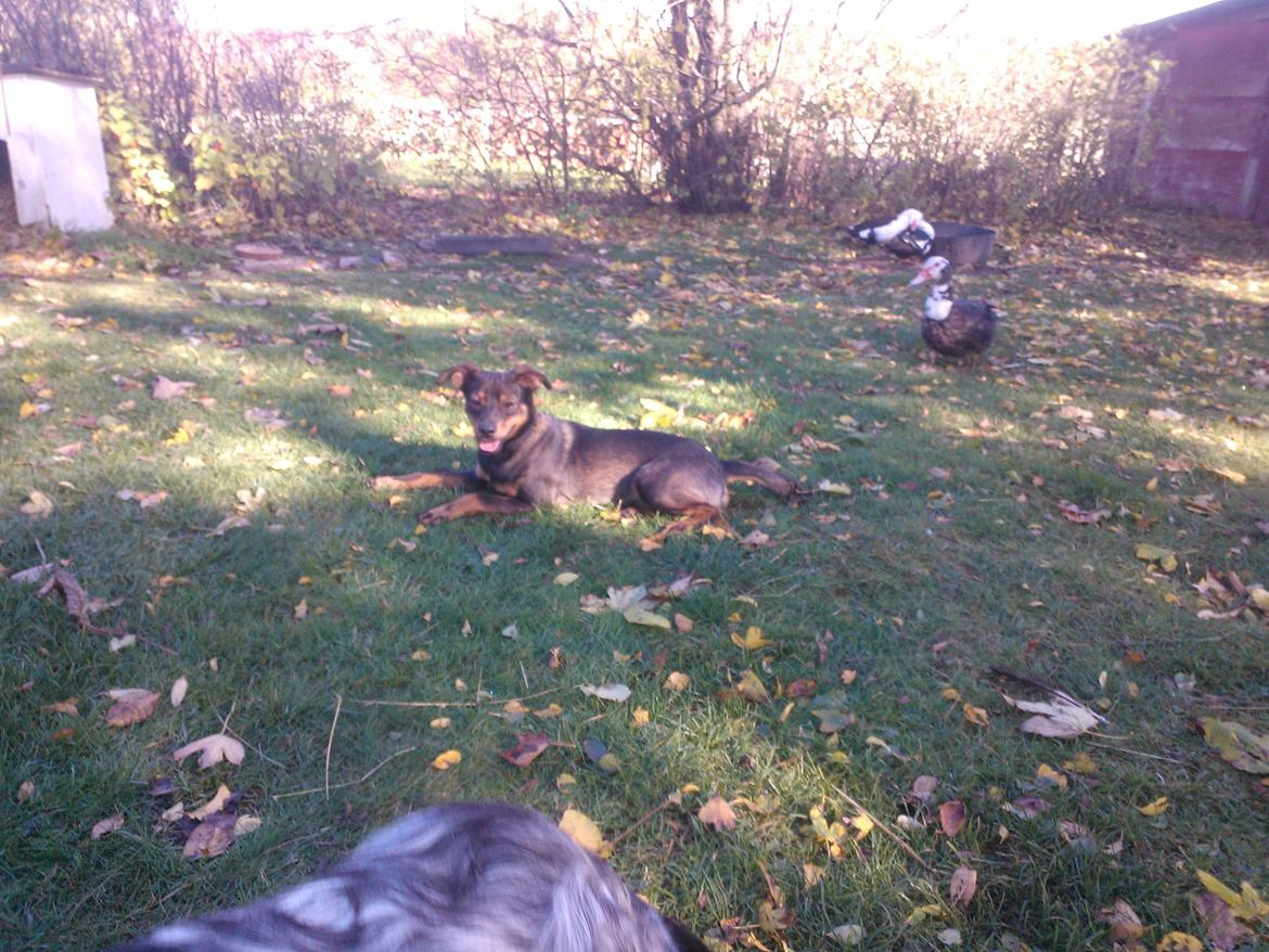 Østrigsk pinscher Max billede 4