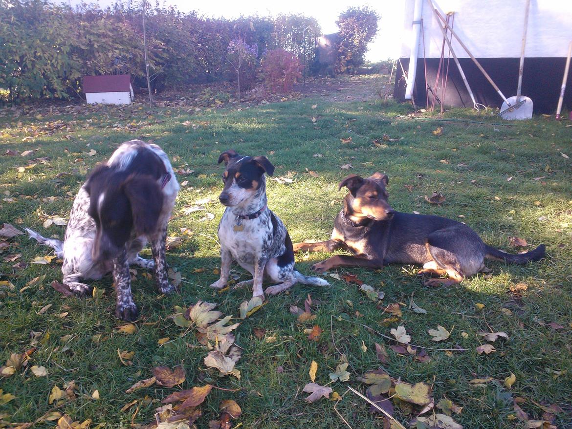 Østrigsk pinscher Max billede 5