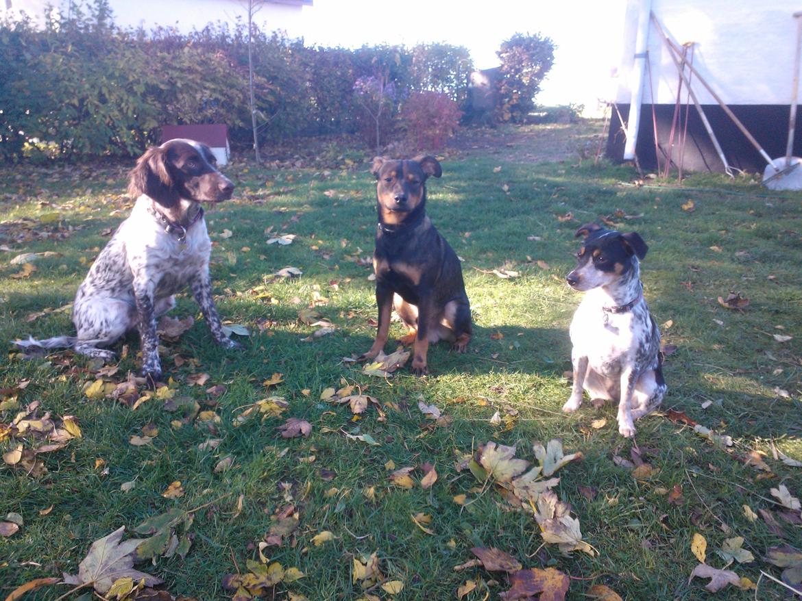 Østrigsk pinscher Max billede 6