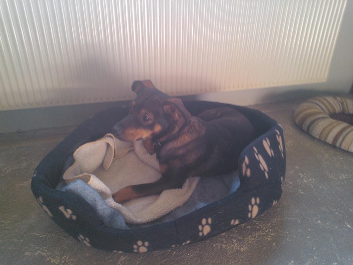 Østrigsk pinscher Max billede 7