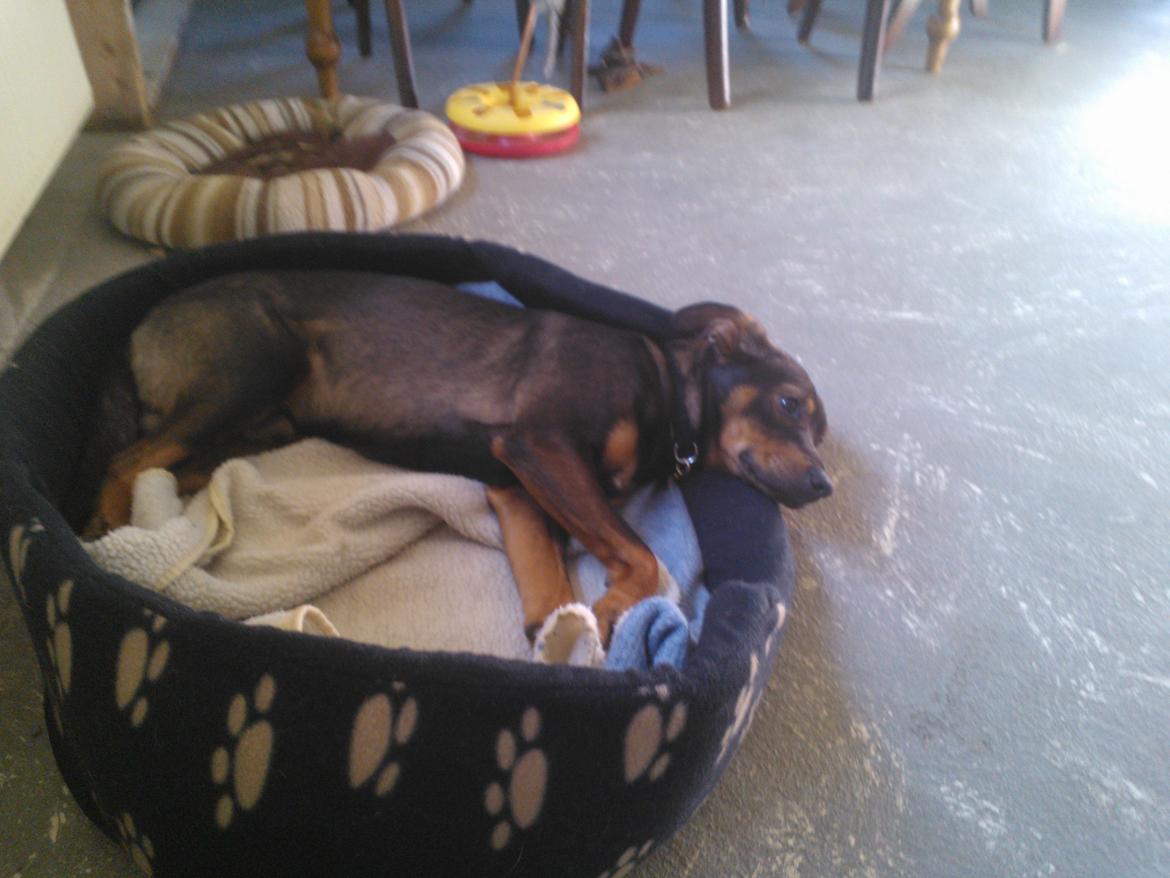 Østrigsk pinscher Max billede 8