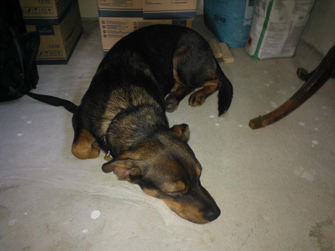 Østrigsk pinscher Max billede 9