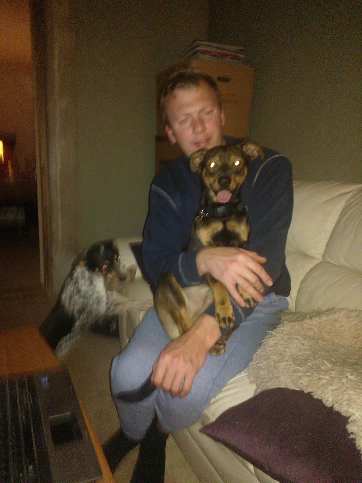 Østrigsk pinscher Max billede 10