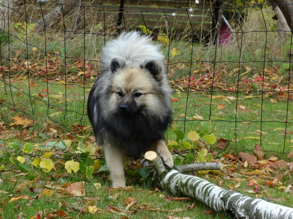 Mittelspitz Mira . DKCH billede 4