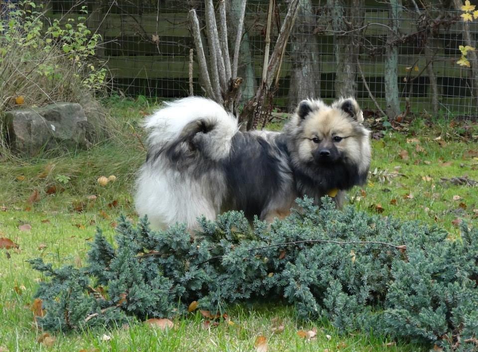 Mittelspitz Mira . DKCH billede 5