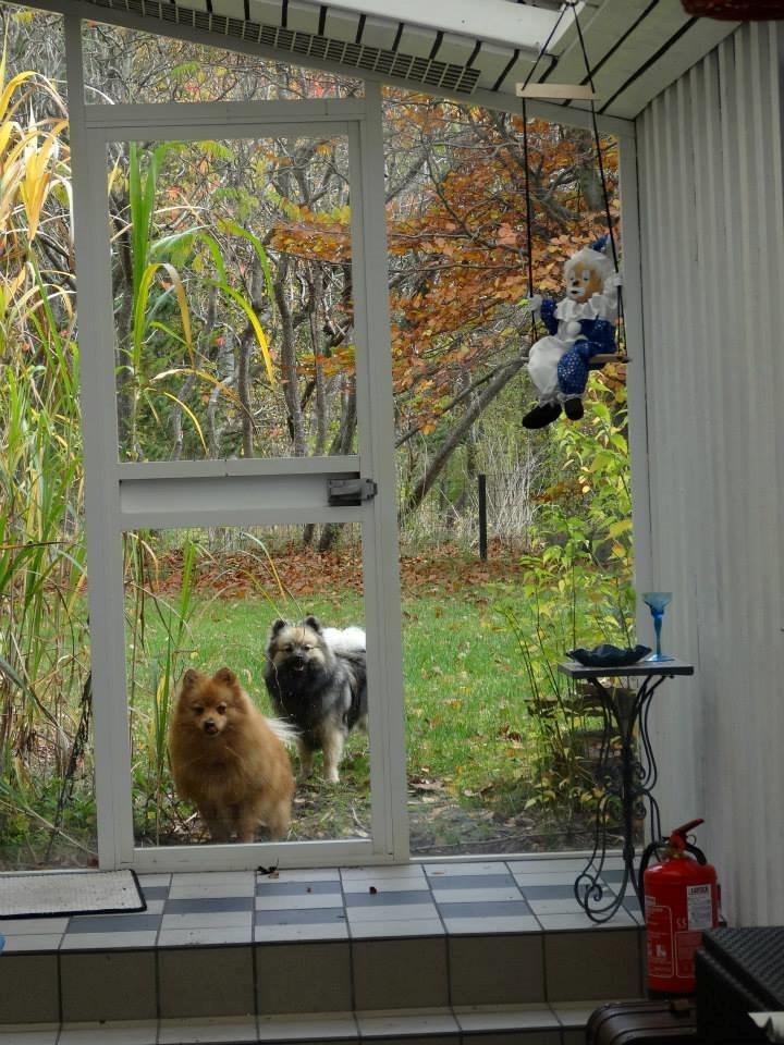 Mittelspitz Mira . DKCH billede 11