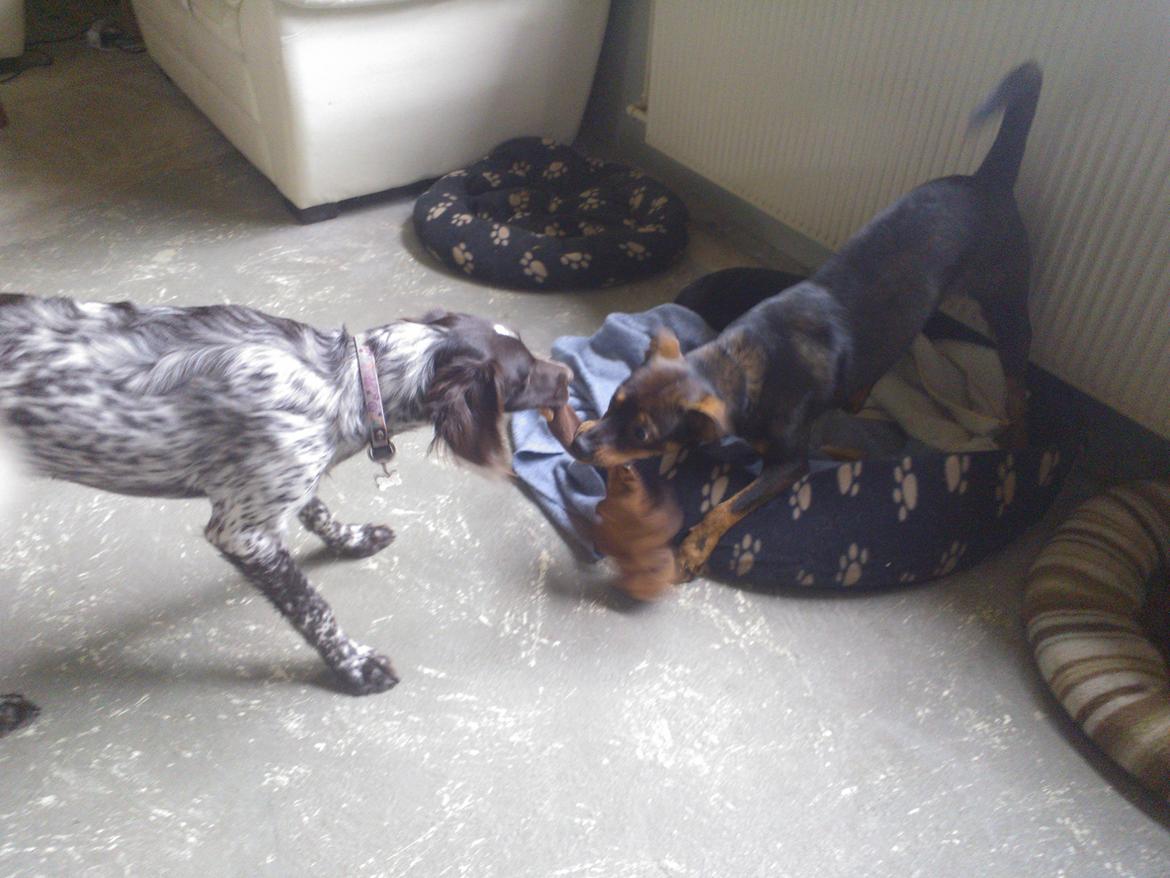 Østrigsk pinscher Max billede 11