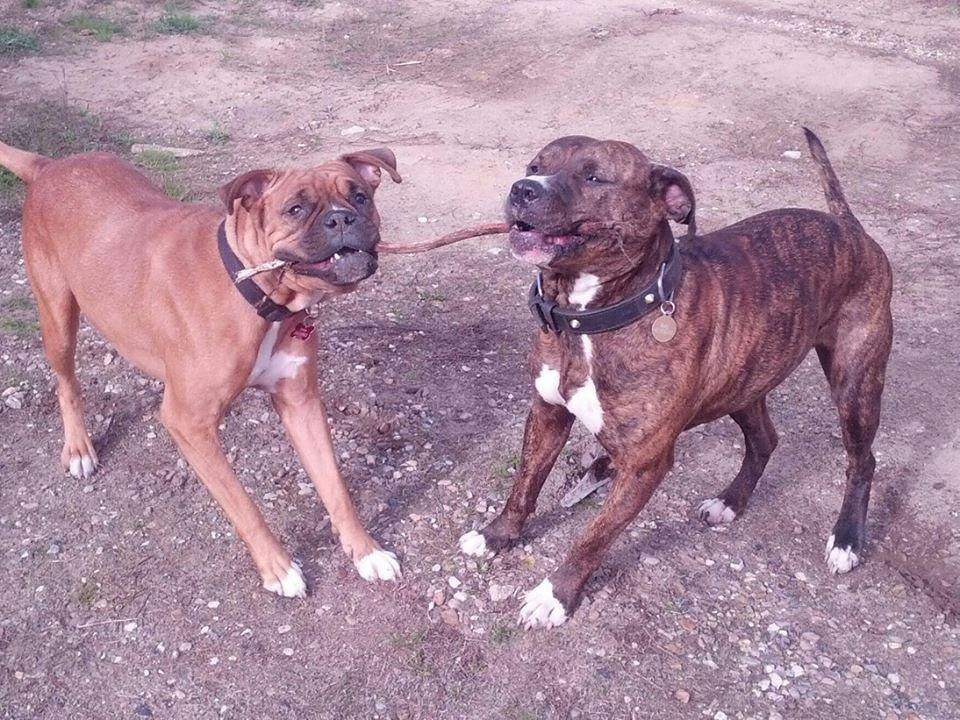 Blanding af racer Emma billede 3