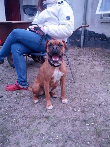 Blanding af racer Emma billede 4