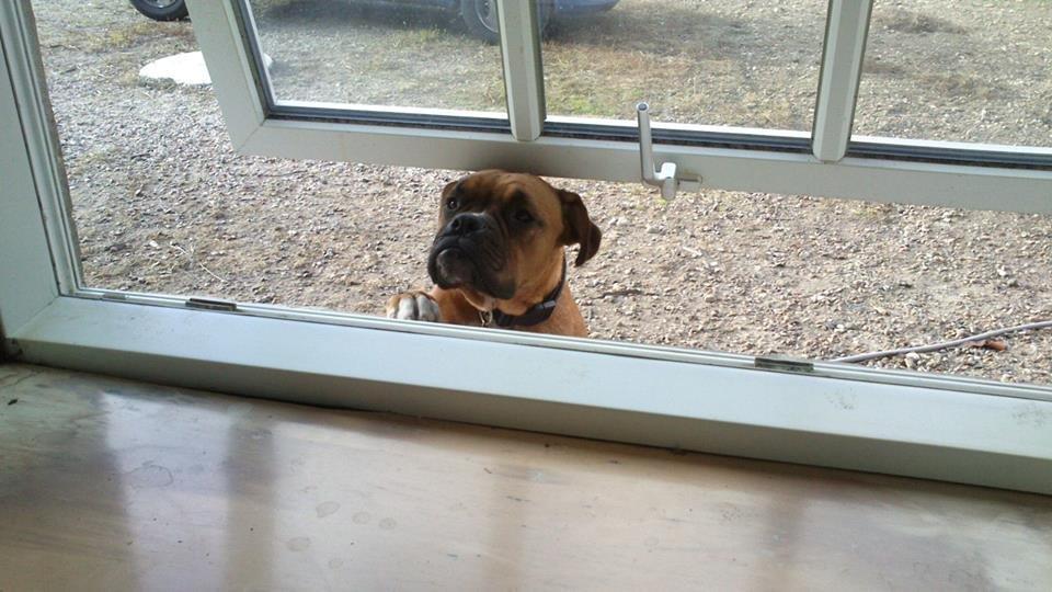 Blanding af racer Emma billede 5