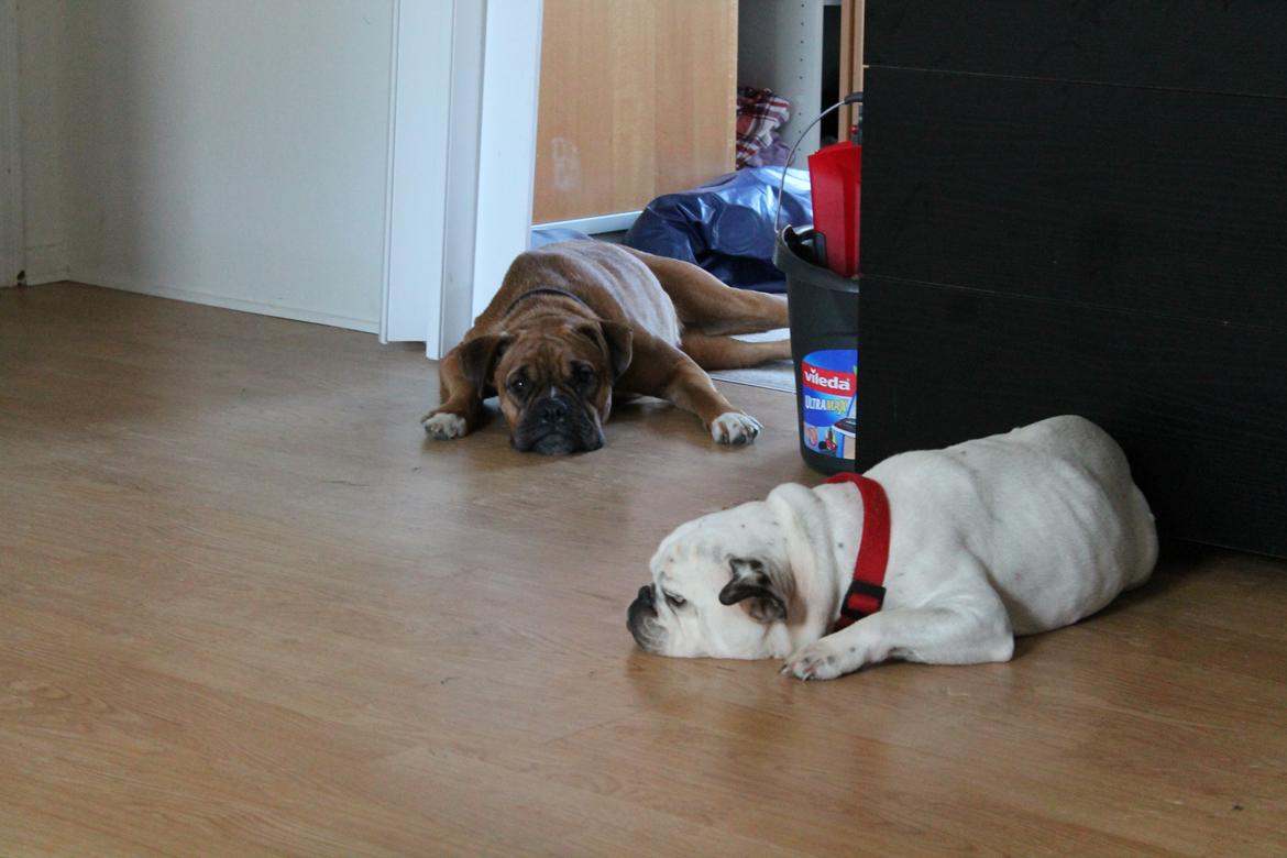 Blanding af racer Emma billede 6