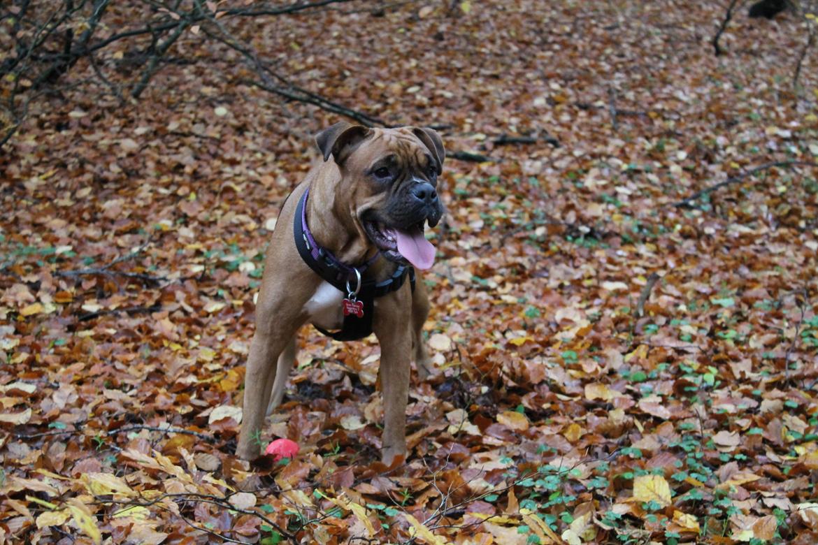 Blanding af racer Emma billede 7