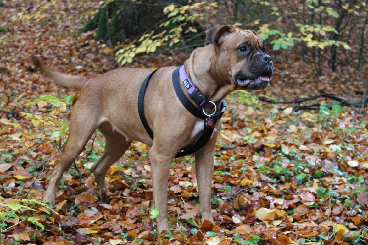 Blanding af racer Emma billede 8