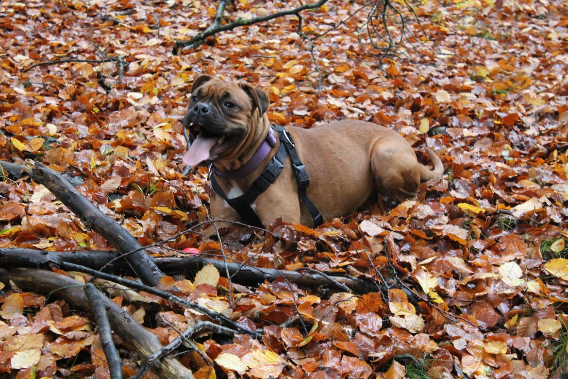 Blanding af racer Emma billede 9