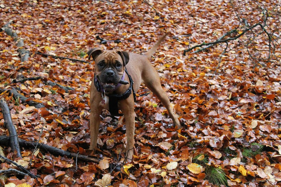 Blanding af racer Emma billede 10