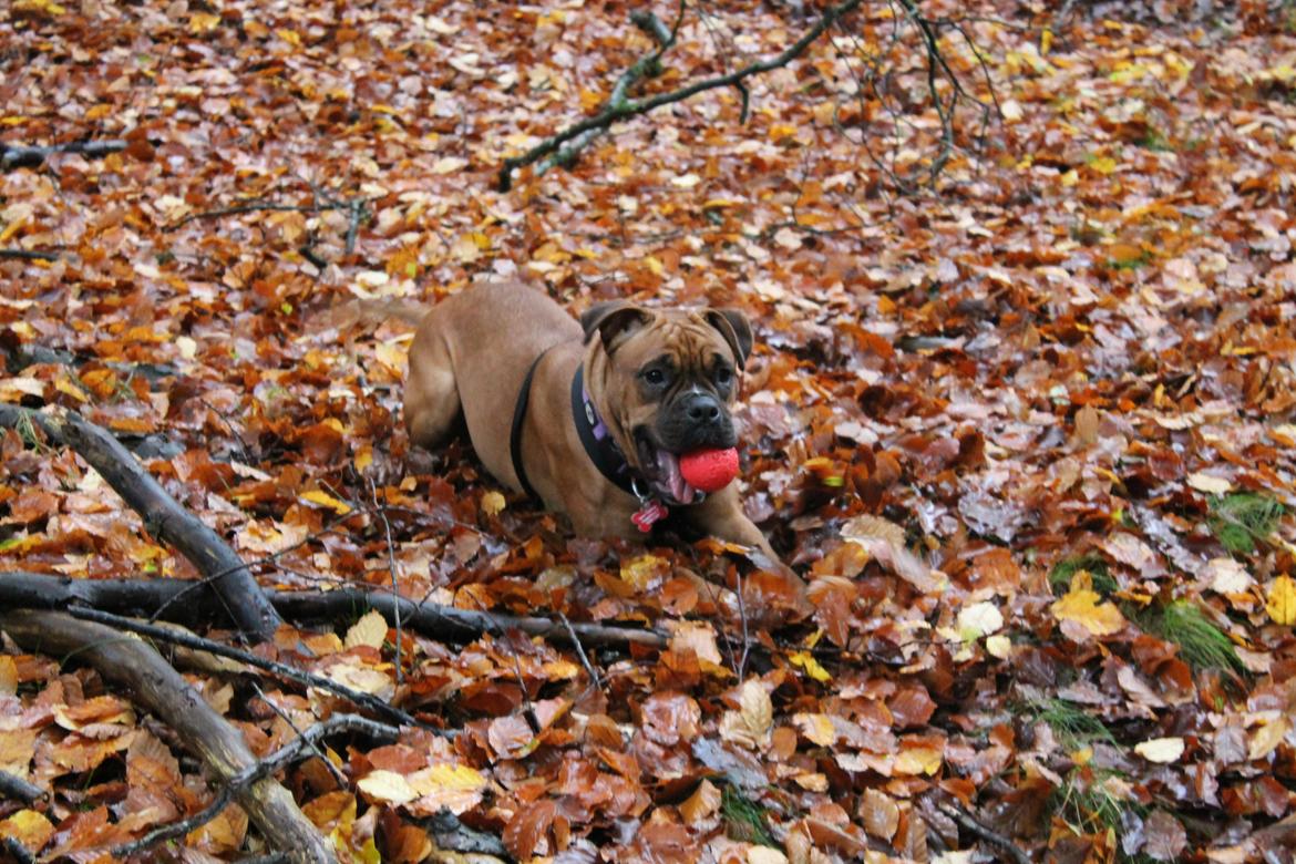 Blanding af racer Emma billede 11