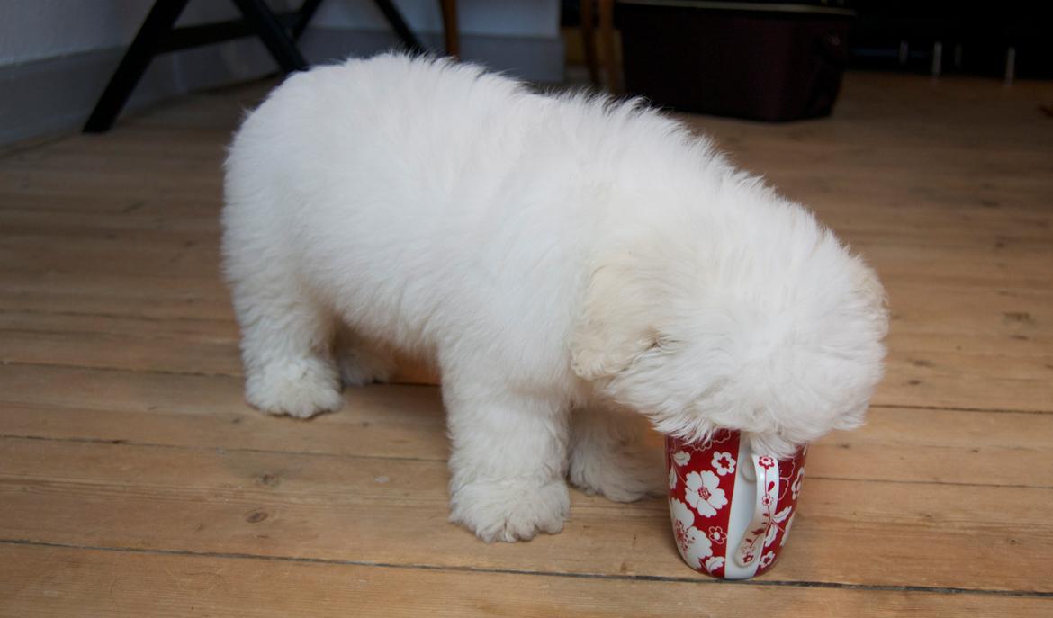 Coton de tulear Napoleon Louis billede 10