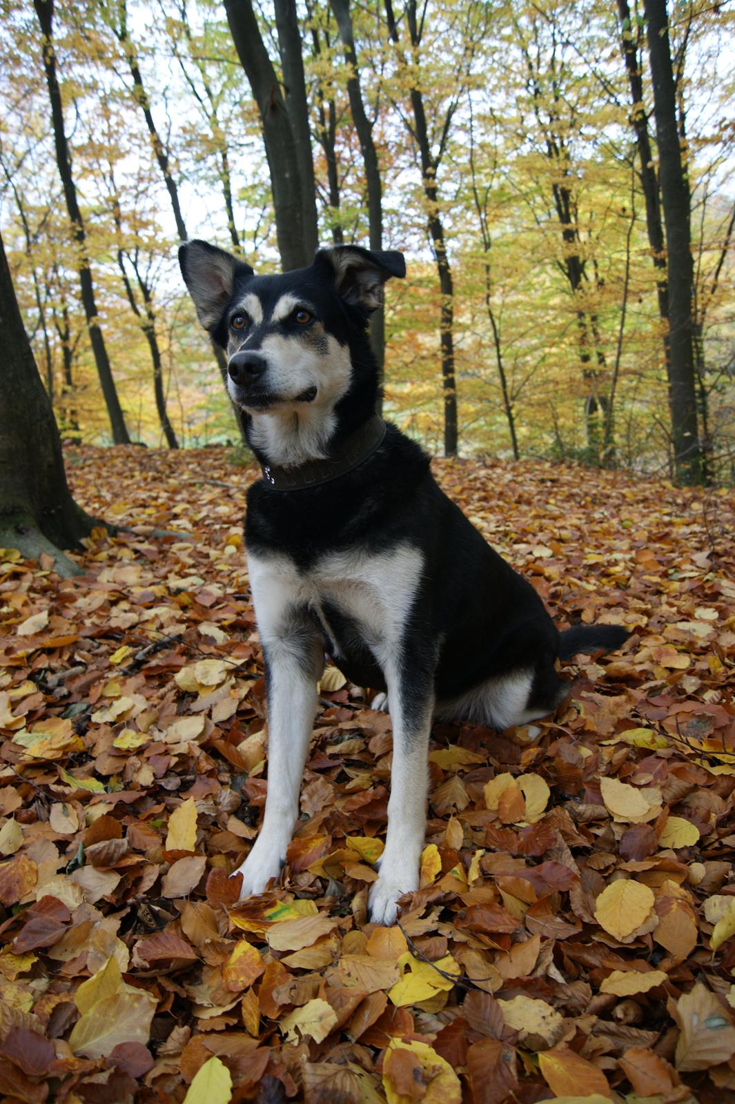 Blanding af racer Tiffany - Velkommen til min profil
Her ser i en dejlig tur i den flotte eftrerårs skov 2013 billede 1