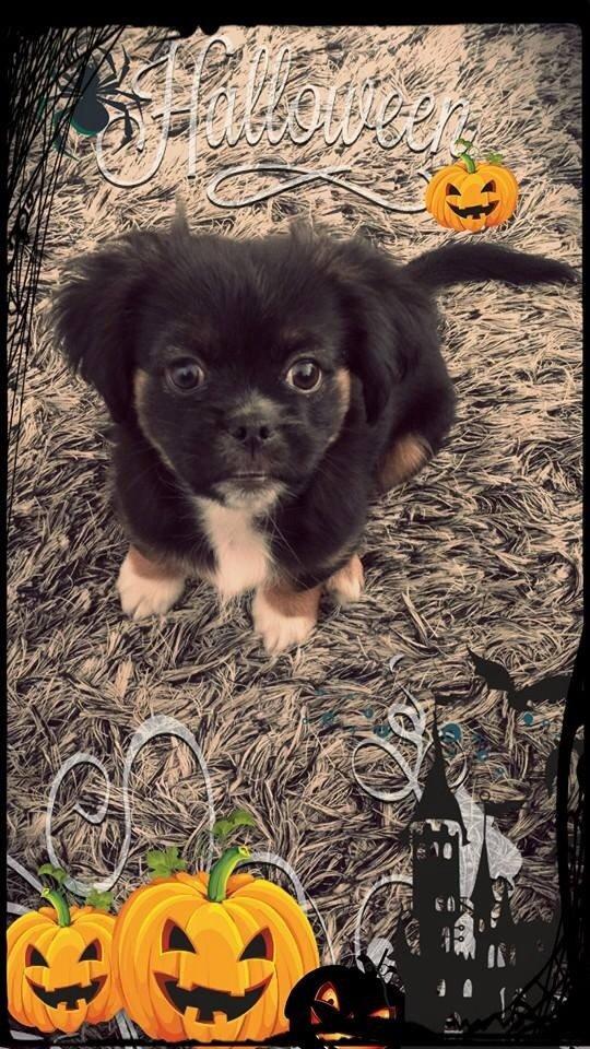 Blanding af racer Bella billede 1