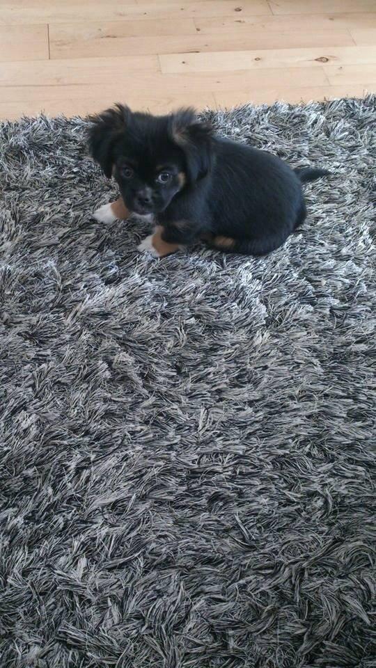 Blanding af racer Bella billede 2