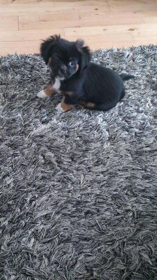 Blanding af racer Bella billede 3