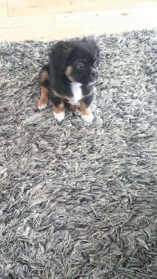 Blanding af racer Bella billede 4