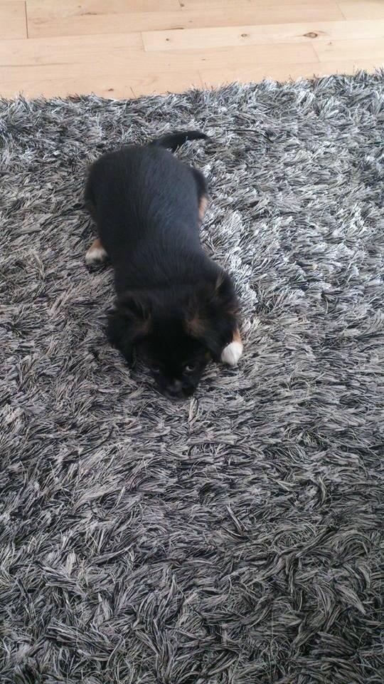 Blanding af racer Bella billede 5