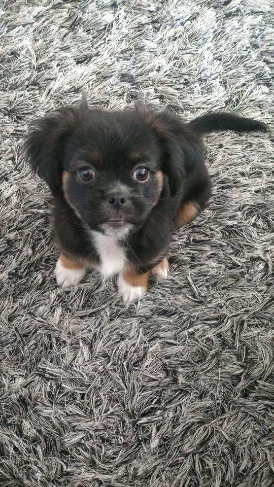 Blanding af racer Bella billede 6