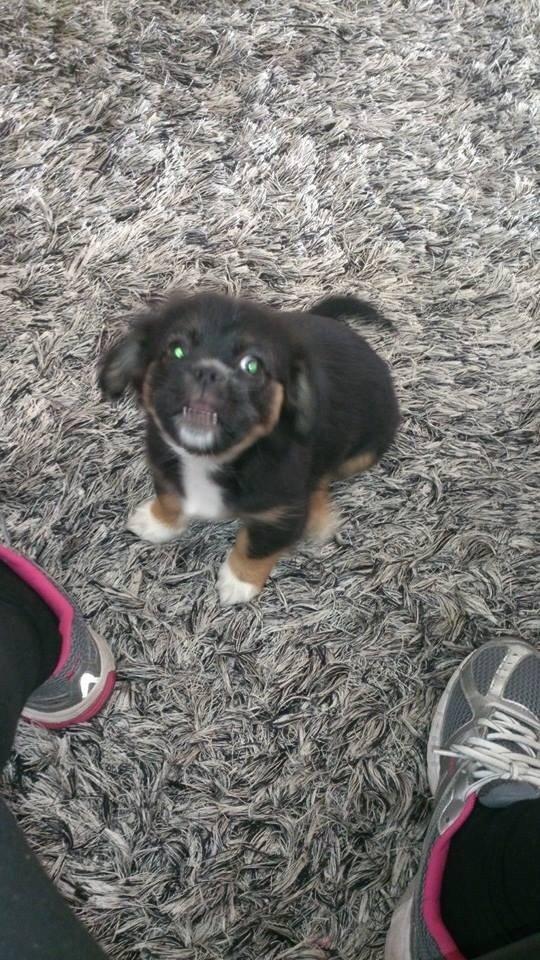 Blanding af racer Bella billede 7