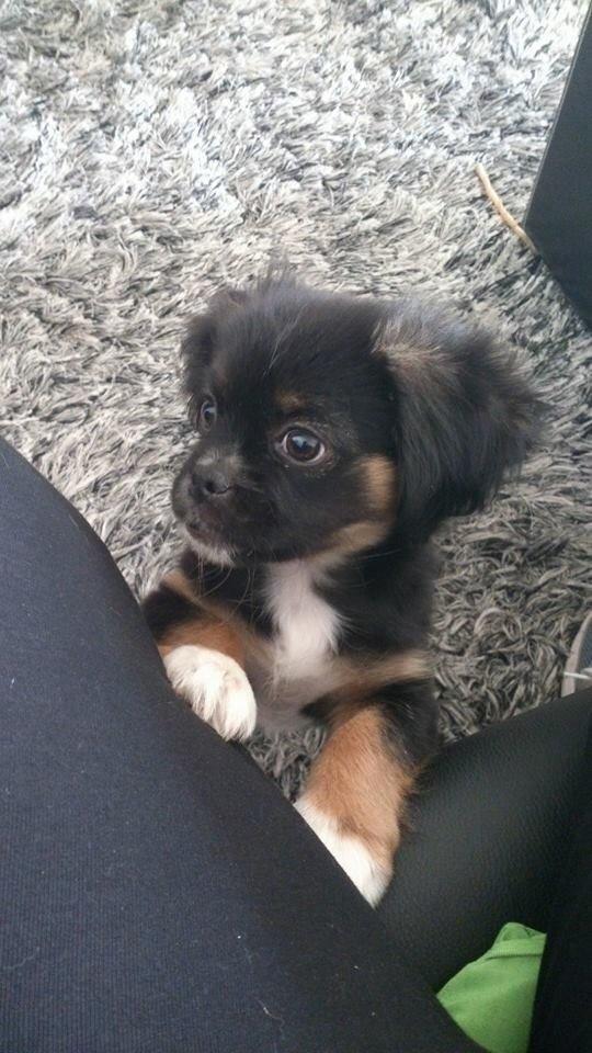 Blanding af racer Bella billede 8